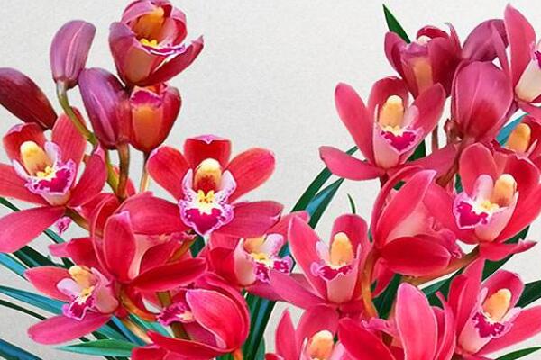 紅將軍蘭花是什麼品種