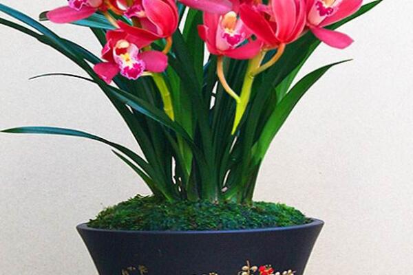 紅將軍蘭花是什麼品種