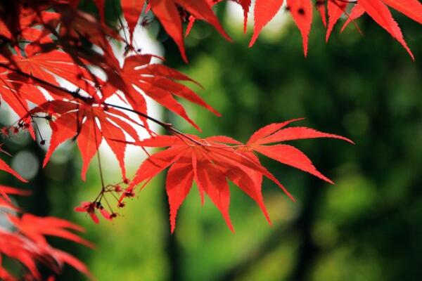 紅楓象征什麼