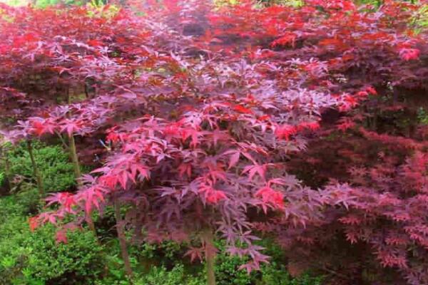 紅楓象征什麼