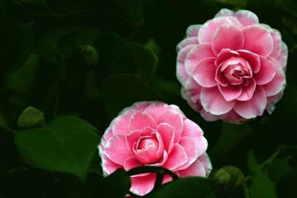 山茶花送給什麼人