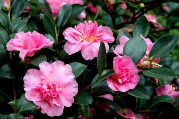 山茶花送給什麼人
