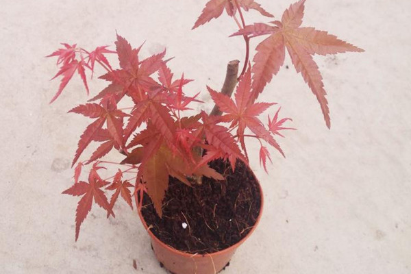 紅楓葉子什麼時候紅