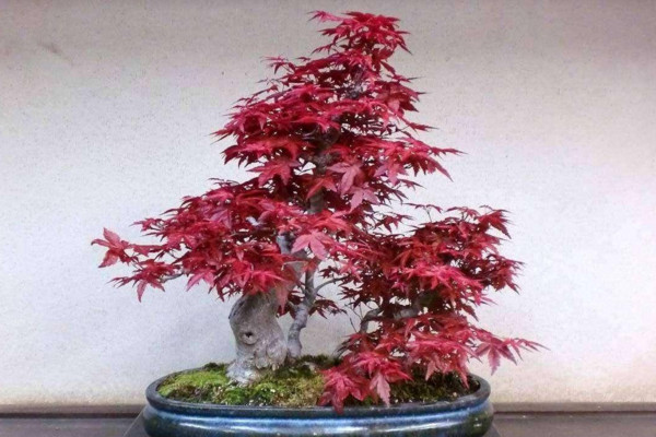 紅楓葉子什麼時候紅