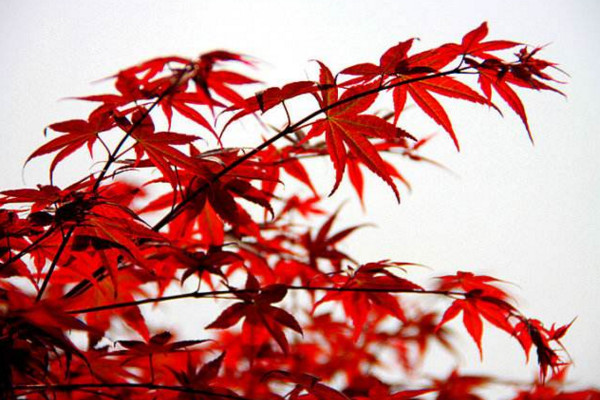 紅舞姬和出猩猩的區別