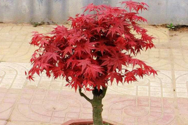 紅舞姬和出猩猩的區別