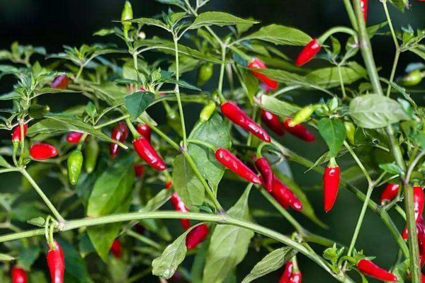辣椒籽怎麼發芽