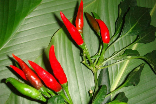 辣椒籽怎麼發芽