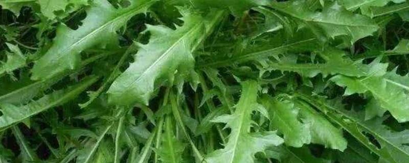 蒲公英葉子怎麼吃好吃