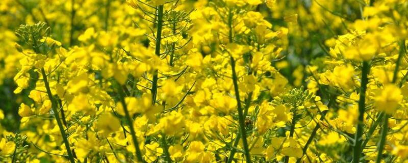 油菜花什麼時候種