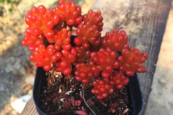 紅色漿果怎麼養