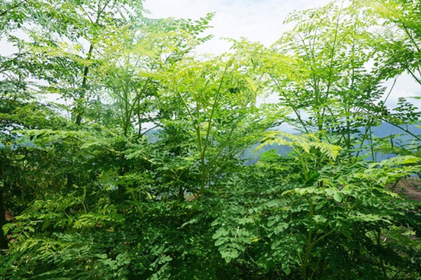 辣木籽樹長什麼樣