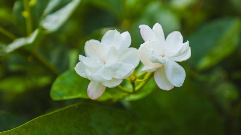 茉莉花怎麼養