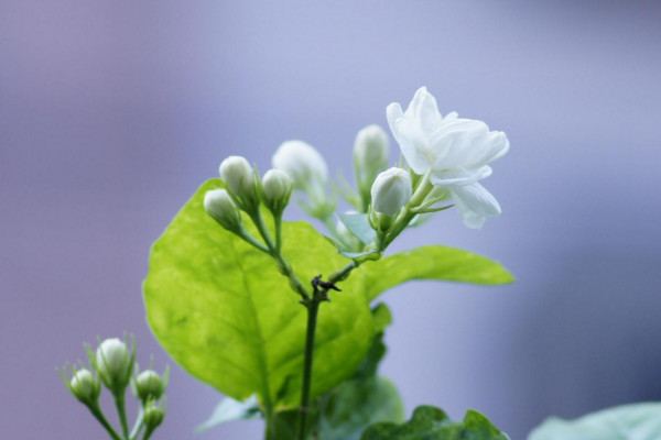 茉莉花怎麼養