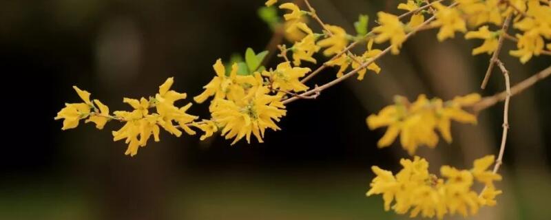 金鍾花的花語