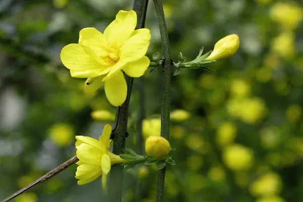 金鍾花的花語