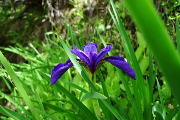 野生蘭花長在什麼地方