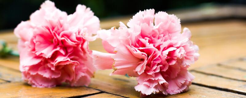 康乃馨有毒嗎 適合在室內養嗎