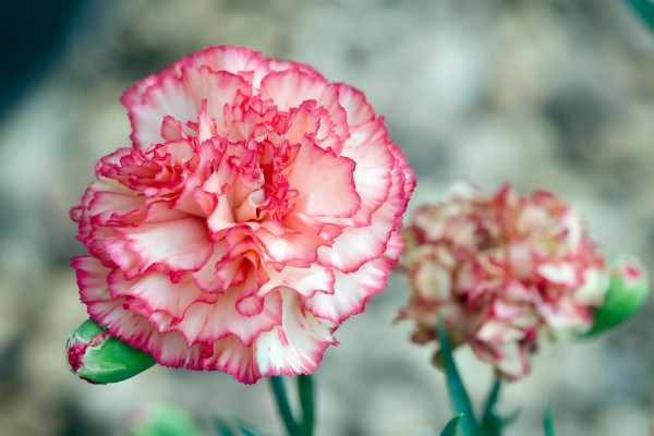 康乃馨有毒嗎 適合在室內養嗎