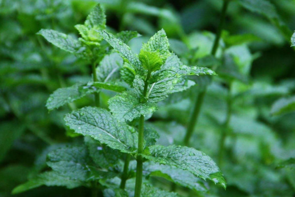 野薄荷怎麼吃