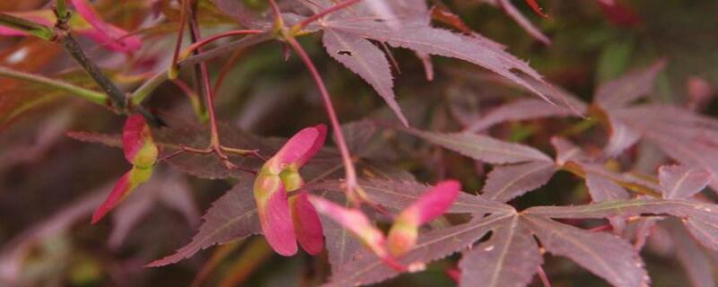 紅楓開花是怎麼回事