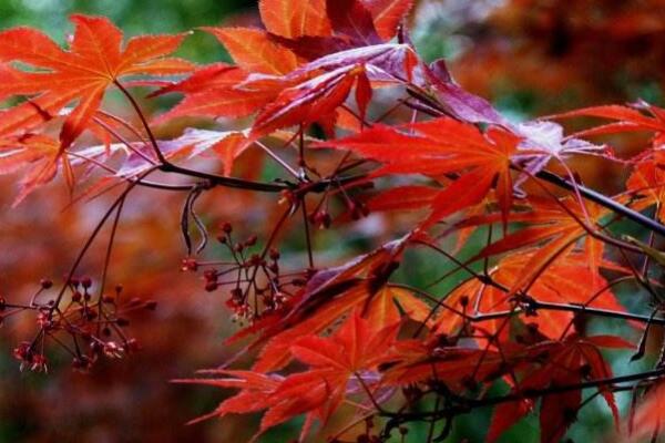 紅楓開花是怎麼回事