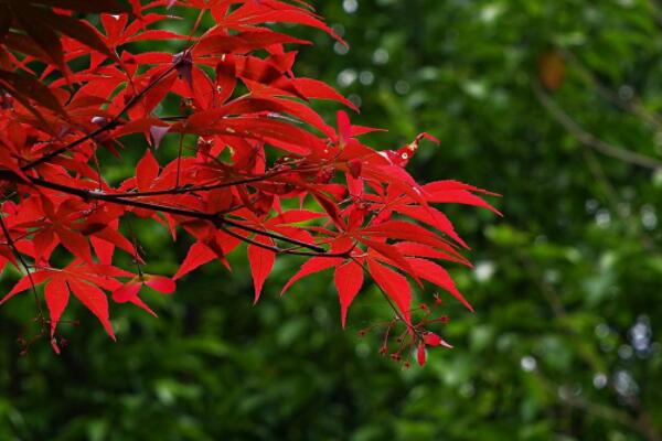 紅楓開花是怎麼回事