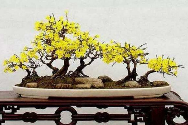 金鍾花花語