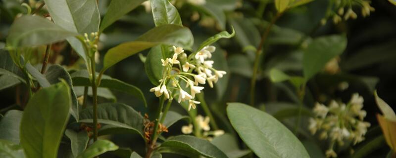 四季桂花葉子幹枯脫落