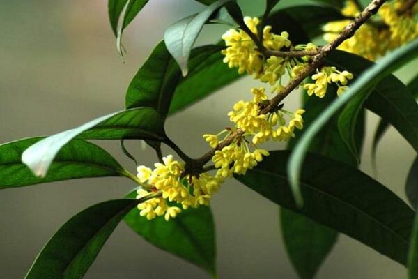 四季桂花葉子幹枯脫落