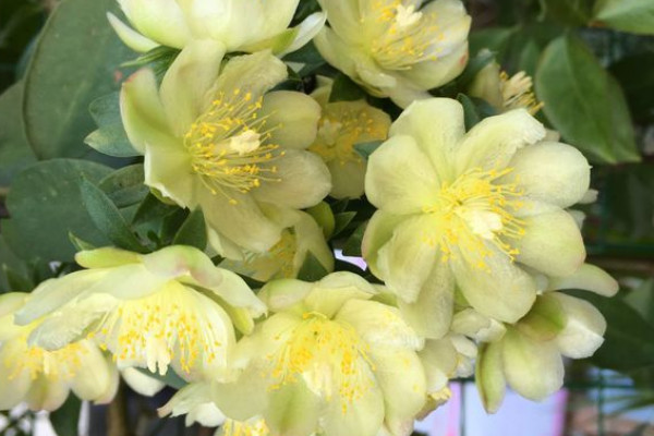 葉仙花長什麼樣子