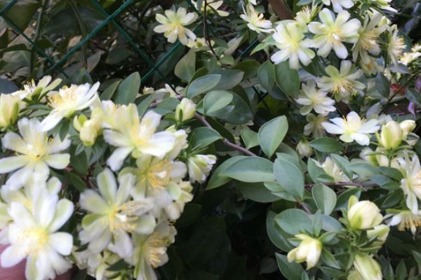 葉仙花長什麼樣子