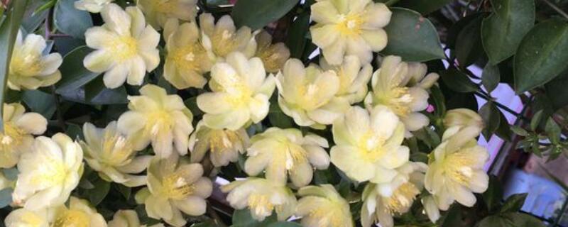 葉仙花長什麼樣子