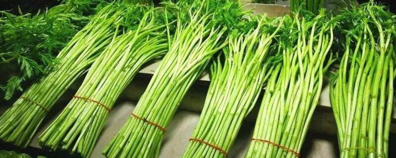 藜蒿葉子怎麼吃