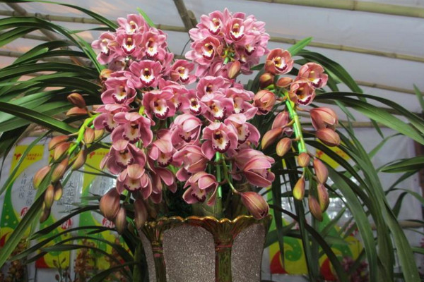 惠蘭開花後怎麼處理
