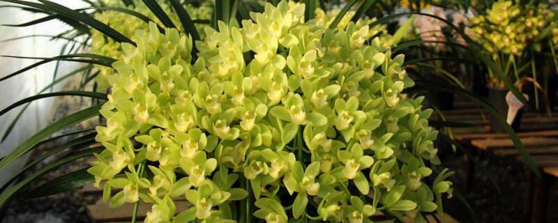 惠蘭開花後怎麼處理