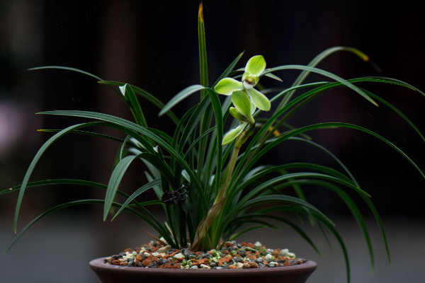 植物為什麼要澆水