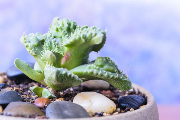 植物為什麼要澆水