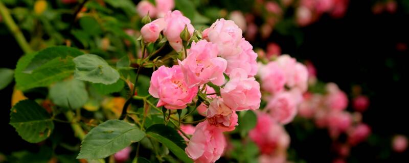 薔薇開花後需要修剪嗎