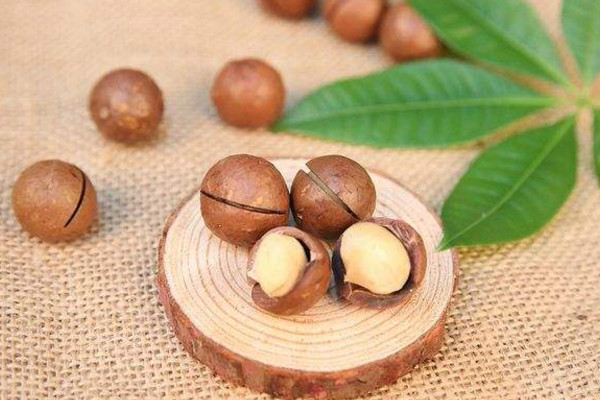 堅果是什麼樣子