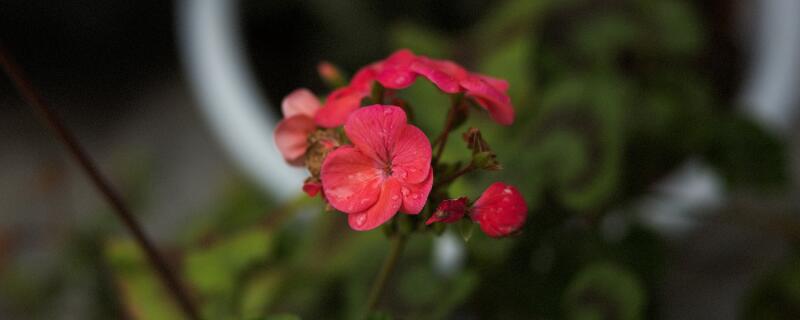 車厘子的花長什麼樣
