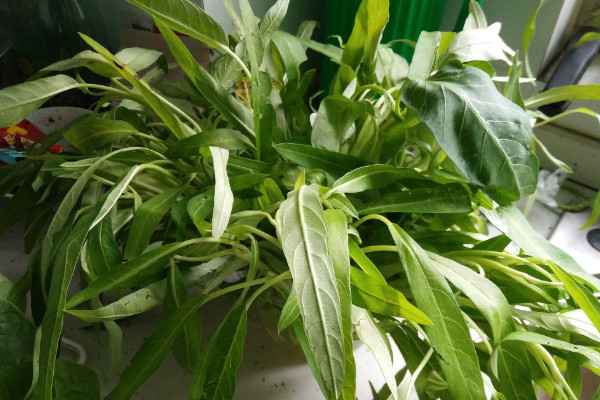 空心菜葉子發黃怎麼治