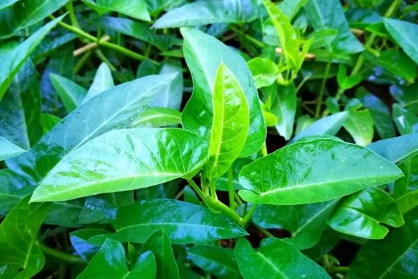 空心菜扡插幾天生根