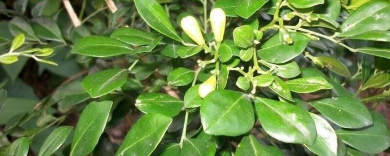 九裏香掉葉子是什麼原因