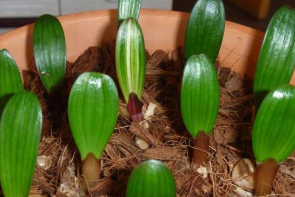 君子蘭種子發芽後養護