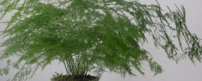 文竹幹尖怎麼回事