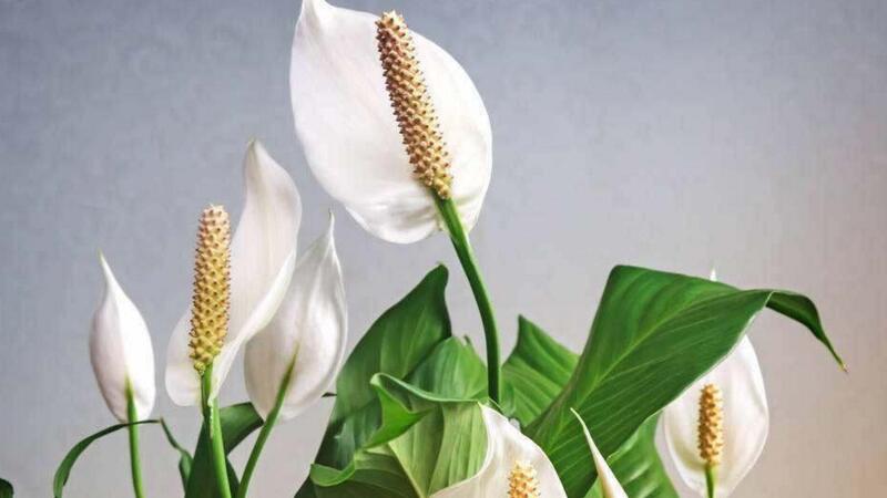 白掌為什麼不開花