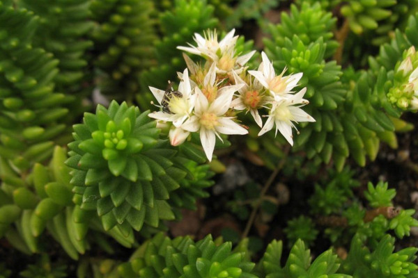 白花小鬆繁殖方法