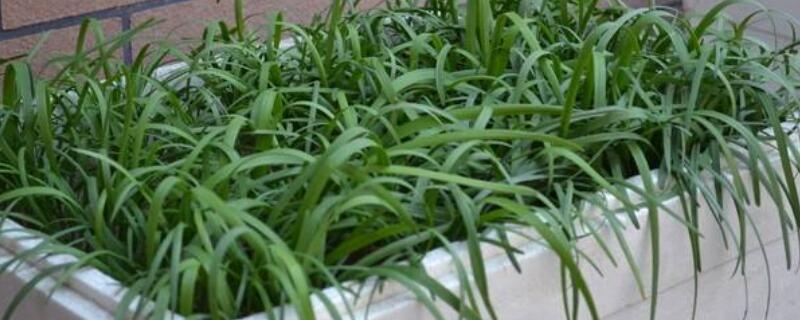 直接種韭菜籽能發芽嗎
