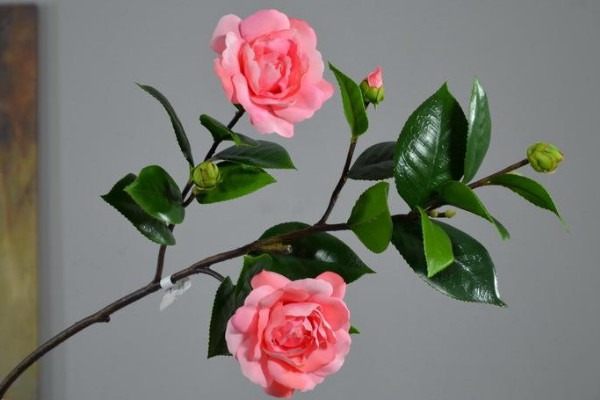 茶花插扡生根快的方法